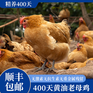 蛋鲜森皖南土鸡现杀散养400天黄油老母鸡顺丰包邮净重1100g±100g