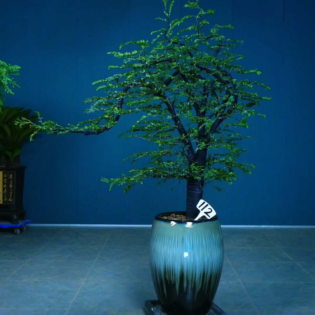 小叶紫檀盆景造型室内外绿植办公室玄关落地绿植名贵树好养,鲜花速递/花卉仿真/绿植园艺,造型盆景,淘宝优惠券,粉丝福利购,淘宝优惠卷