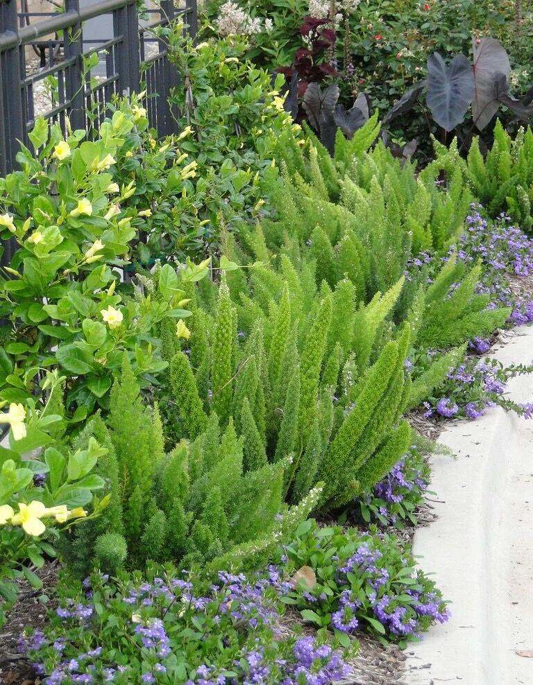 多年生四季常绿狐尾天门冬花苗阳台盆栽绿植别墅庭院花园花境植物