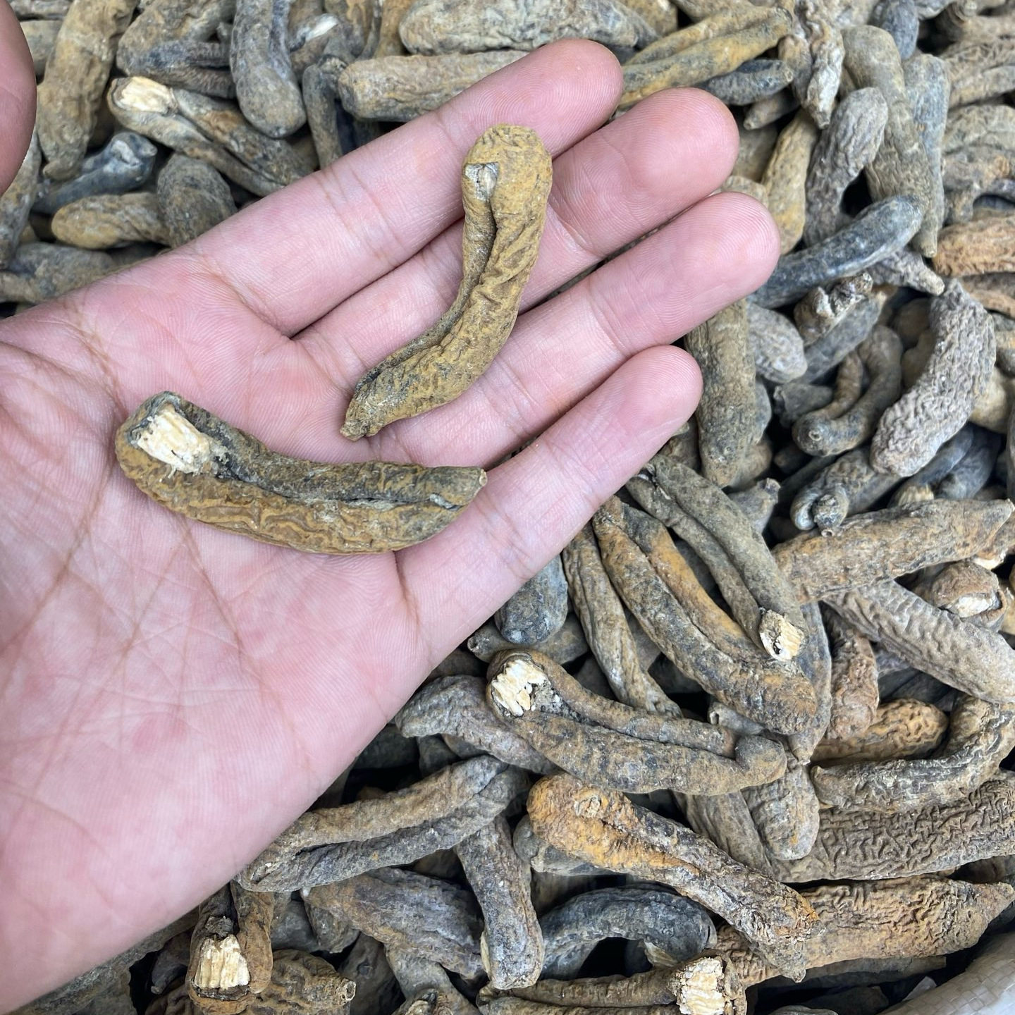 印尼淡干特价茄参海参进口批发野生酒店刺参食材500g水发厂专供
