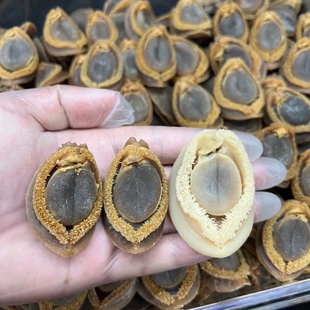 大厂南非金边吉品鲍鱼 鲍鱼干 粒粒溏心味浓郁 高端滋补食材批发