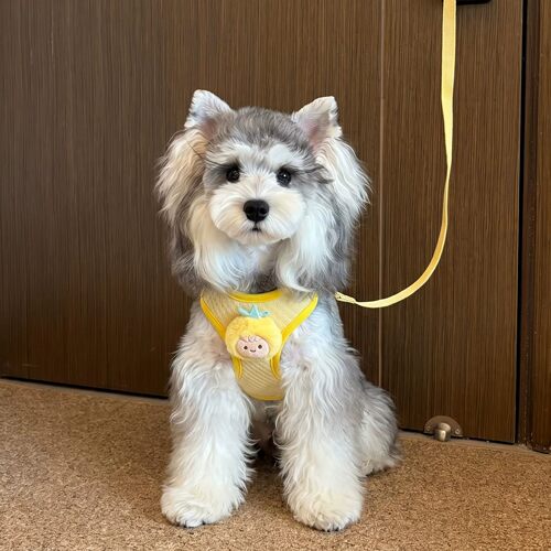 狗牵引绳宠物胸背遛狗绳背心式中小型犬比熊幼犬外出新款可调节