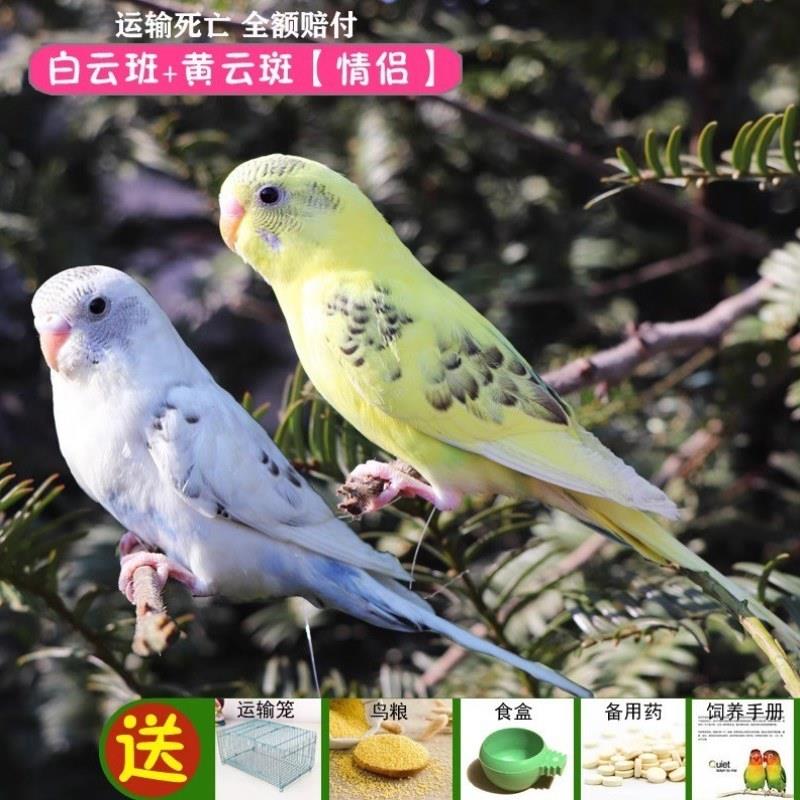 鹦鹉活鸟活物虎皮鹦鹉小鸟活鸟会学说话的鸟类活鸟宠物中小型鹦鹉