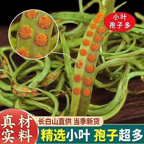 肾精草黄金草嗷嗷叫化石草肾经草肾精草煮水泡水喝干货正版