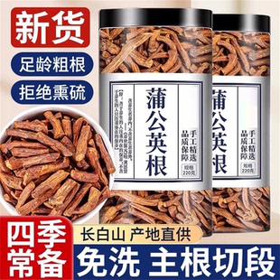 蒲公英根茶中药材正品干熟特级野生官方旗舰店泡水喝的功效非老桩