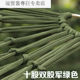 冠贸裴户外单人吊床网状加粗绿秋千超轻便携运动野营用品十股加粗