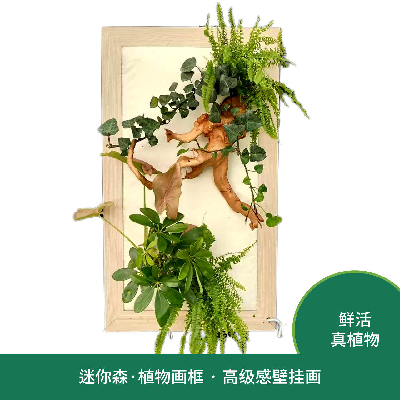 迷你森·鲜活绿植装饰画成品家居装饰非仿真植物送礼壁挂创意室内图片