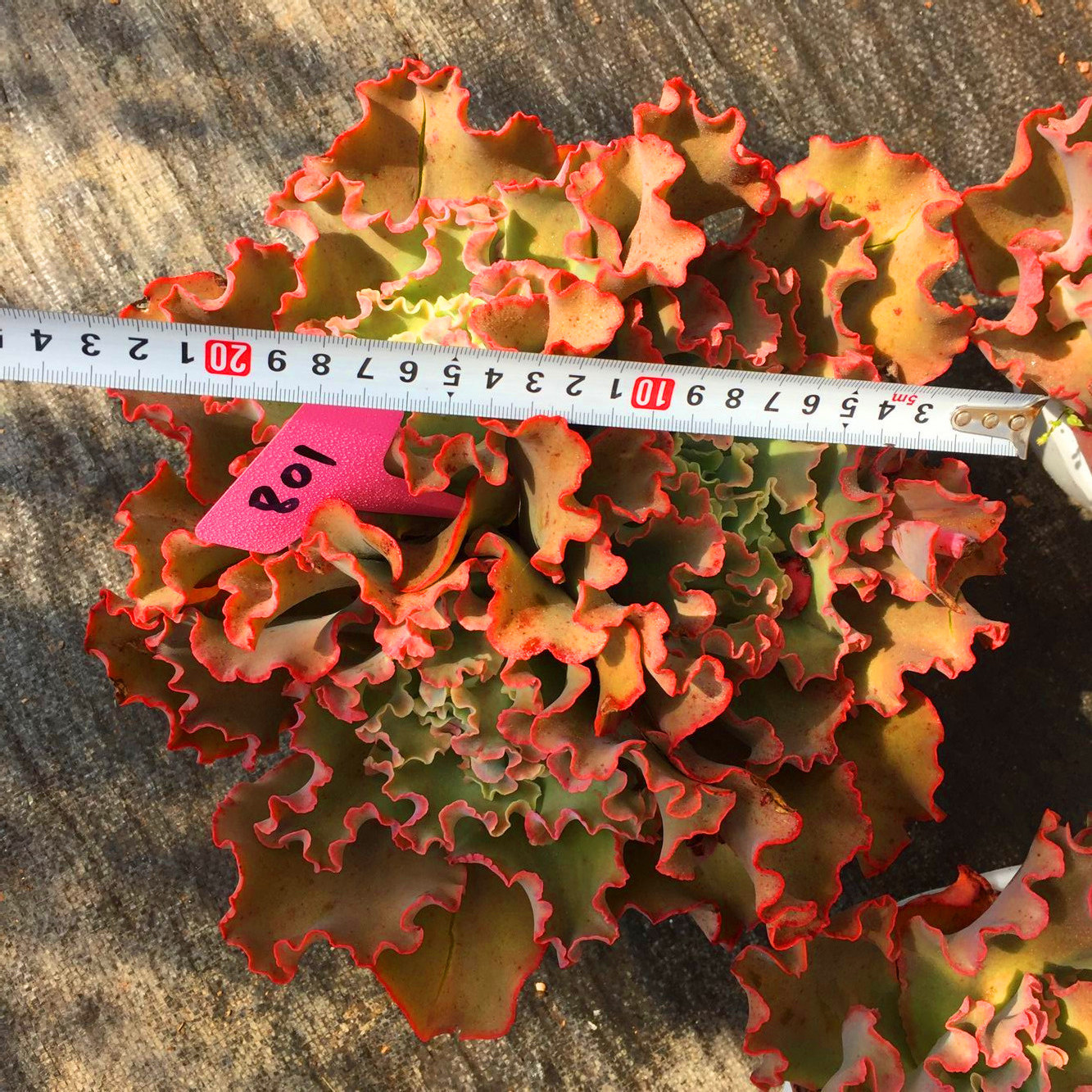 多肉 舞会红裙 绝美网红美肉 品种保证 市场稀缺品种 超美实物