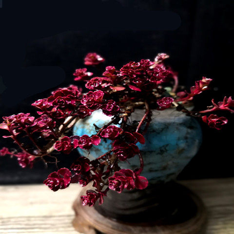 多肉植物小球玫瑰花卉