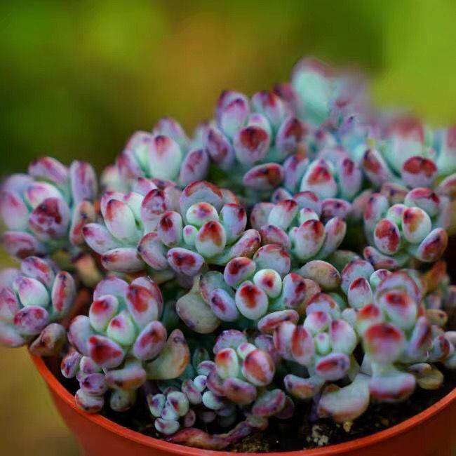 漫画汤姆多肉植物散群小盆栽绿植出色度好多肉蓝豆绿豆群黑莓