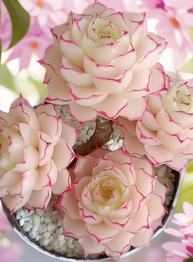 红女王多肉植物女王麦秆多肉天鹅绒韩版贵货室内花卉新手好养活