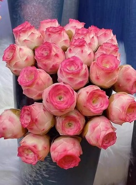 水蜜桃玫瑰多肉植物鸡蛋酒杯粉色山地玫瑰肉肉植物组合发货绿色