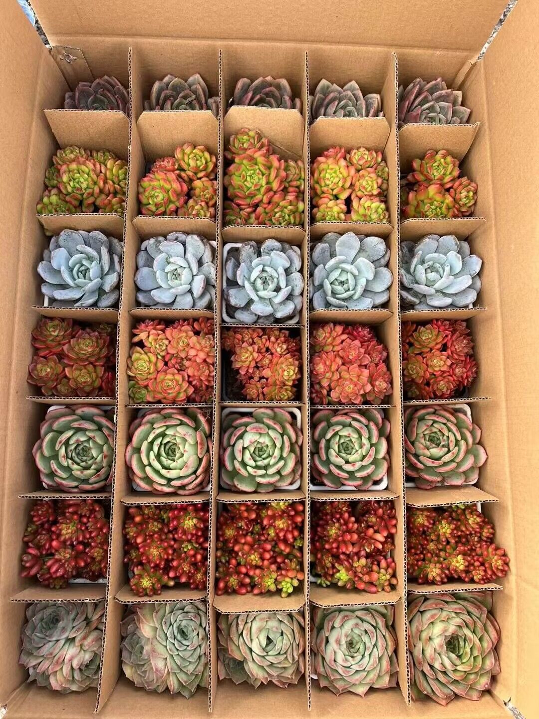 多肉植物老桩整箱发货带盆栽好物流发货