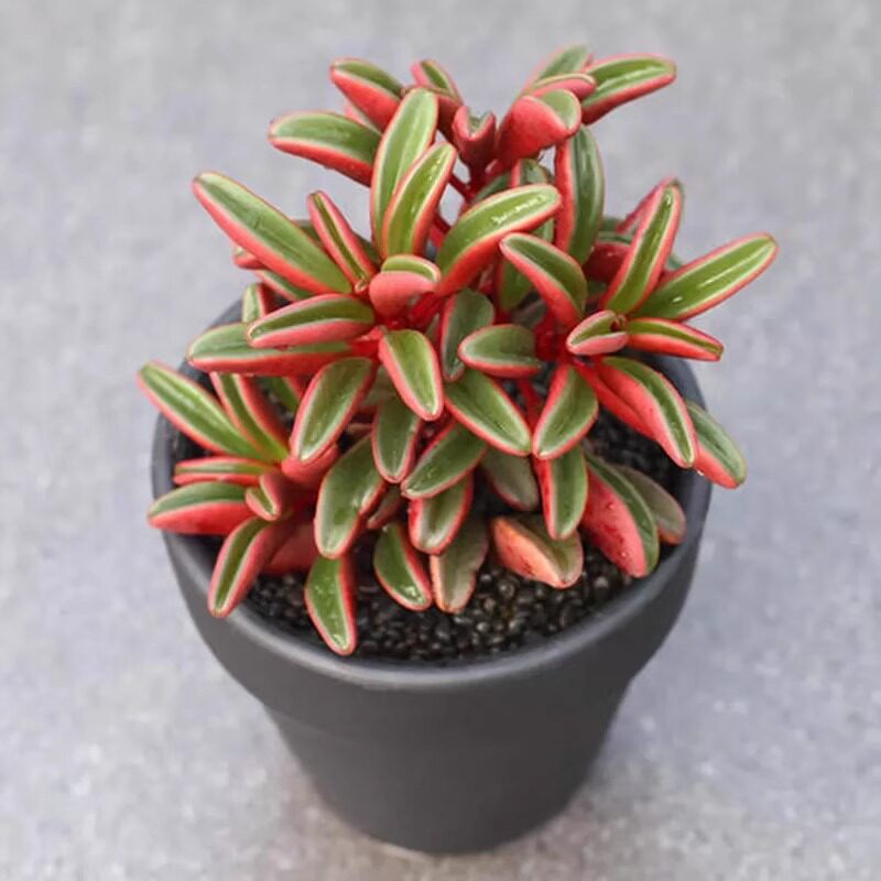 热销多肉盆栽植物红背椒草阳台绿植花卉吸甲醛好养活盆栽