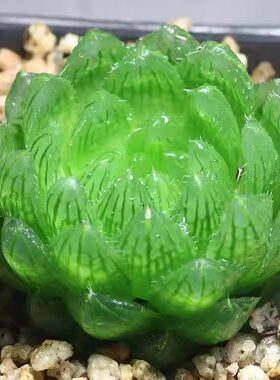 新款客厅花卉大棵樱水晶玉露多肉植物白银寿十二卷多肉绿植花卉