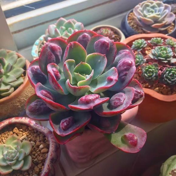 大雨滴老桩木质进口多肉植物大棵多头群生组合庭院盆栽花卉一物