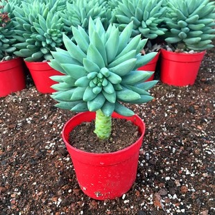 嘉奇园艺场 玉珠莲 千佛手 小老桩 办公室花卉多肉植物