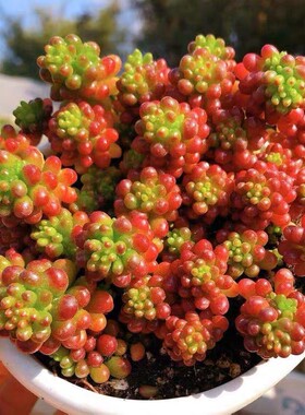 红色浆果多肉植物群生稀有花卉盆栽室内花多头容易爆盆的多肉老桩