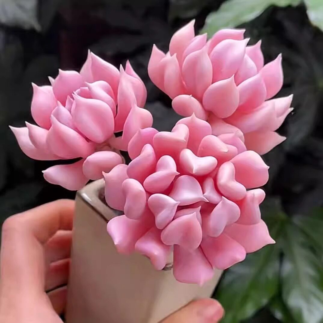 多肉植物丘比特雪精灵萌肉肉组合盆栽花卉创意绿植花卉