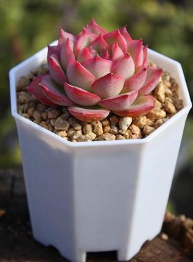 侧影 法兰西玫瑰 多肉植物 多头群生红色 含盆带盆土栽种好 多肉