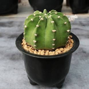 短毛丸实生仙人球大颗无刺开花多肉绿植办公桌