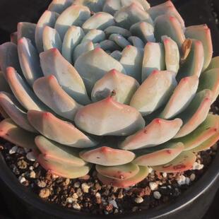 云南多肉 橙梦露 多肉植物布朗先生的多肉店阳台控养老桩一物一拍