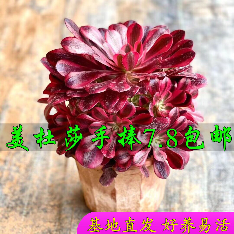 圆叶美杜莎多肉植物法师锦高级精品网红播款室内盆栽老桩木质大颗