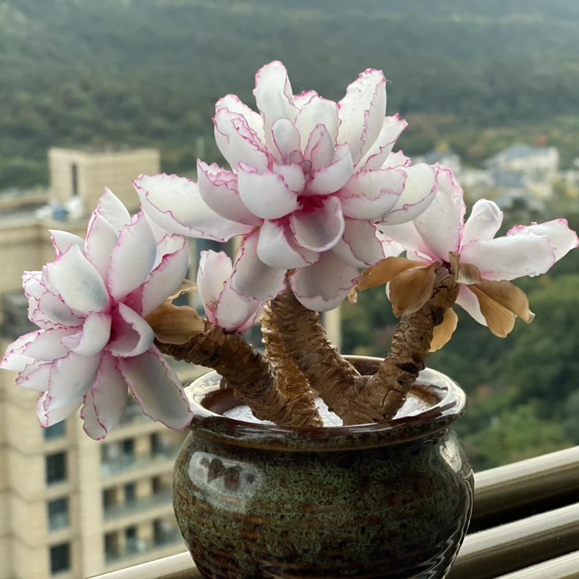 进口伯克利锦老桩稀有高级多肉植物办公室内花卉盆栽阳台