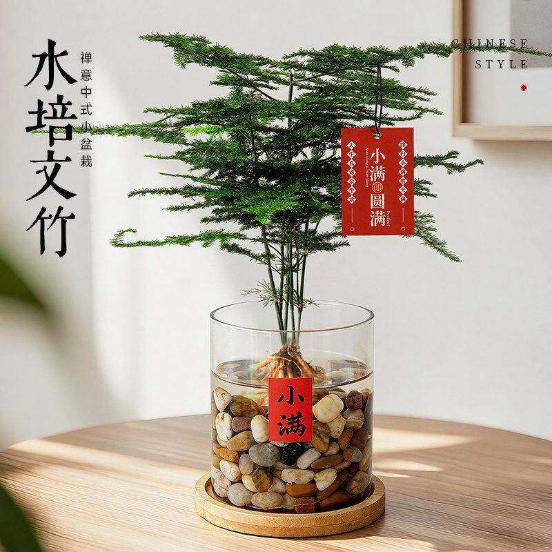 文竹水培绿植办公室内水养花卉客厅桌面盆栽懒人好养新手懒人植物