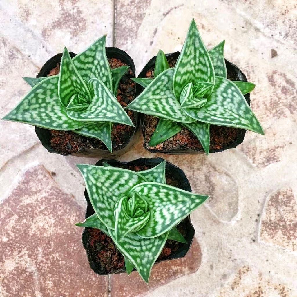 翠花掌姬千代芦荟科植物室内四季常绿稀有美观开花迷你高颜值盆栽