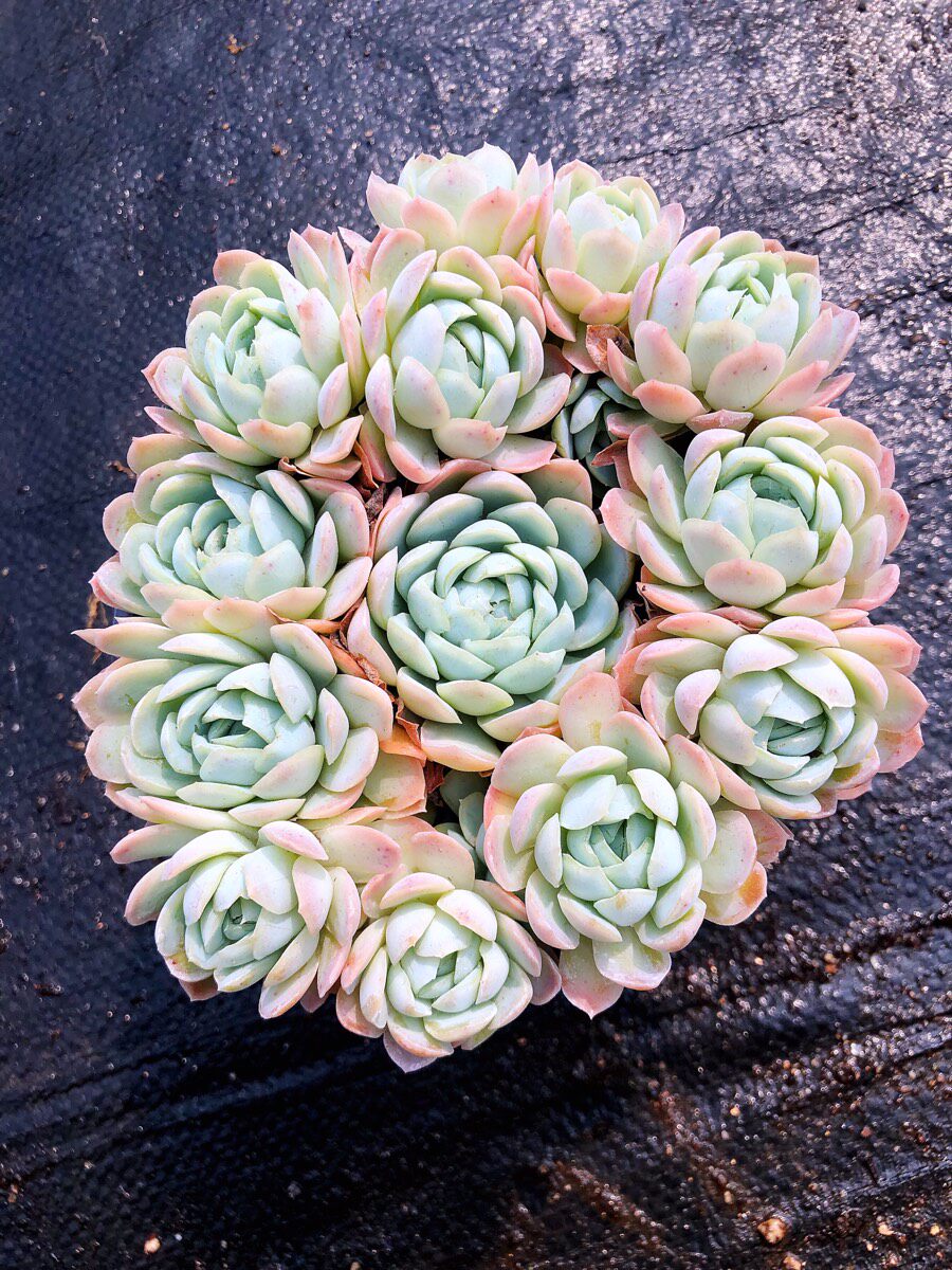 大群冰梅清棚多肉植物组合盆栽新爆盆超大特大老桩群生贝瑞组合