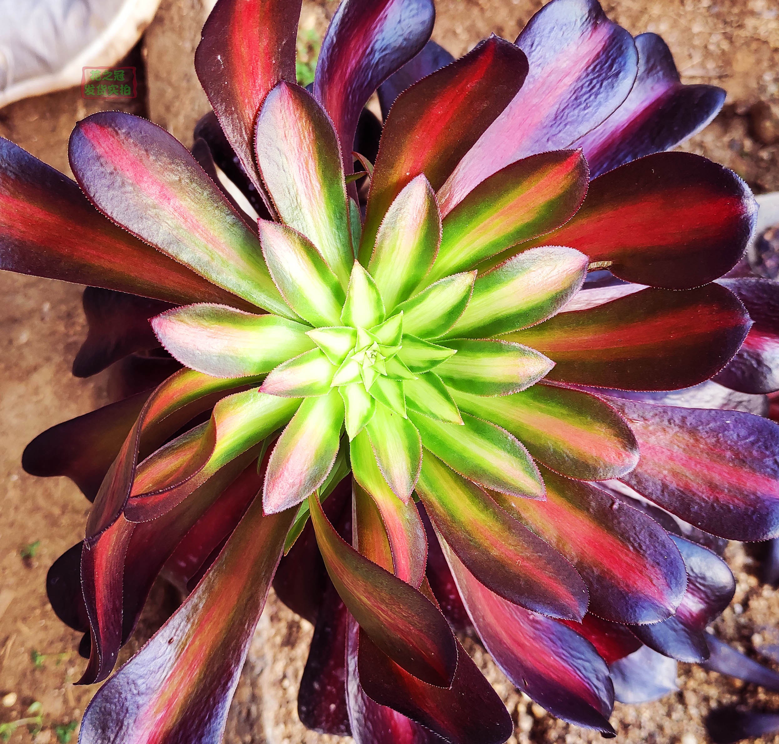 稀有美杜莎中斑锦花纳锦高端法师锦稀有多肉巨大超大植物