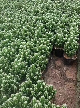 万重山多肉植物室内办公室桌面北欧风仙人柱绿植仙人掌小盆栽花
