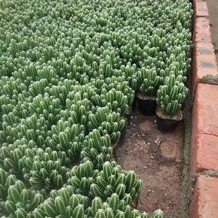 万重山多肉植物室内办公室桌面北欧风仙人柱绿植仙人掌小盆栽花