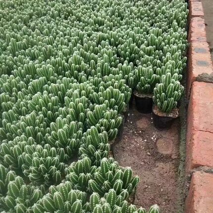 万重山多肉植物室内办公室桌面北欧风仙人柱绿植仙人掌小盆栽花