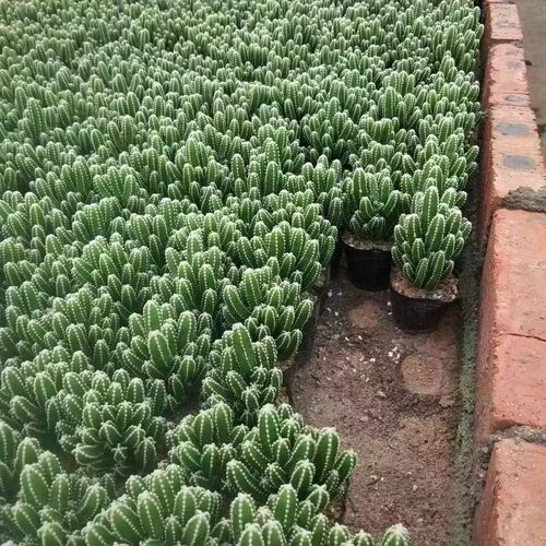 万重山多肉植物室内办公室桌面北欧风仙人柱绿植仙人掌小盆栽花