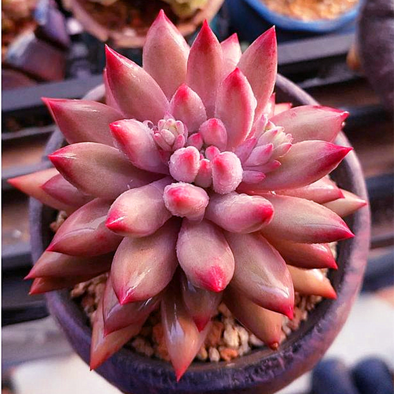 进口多肉植物粉色单桩虞美人趣味办公室内花卉绿植盆栽阳台防辐射