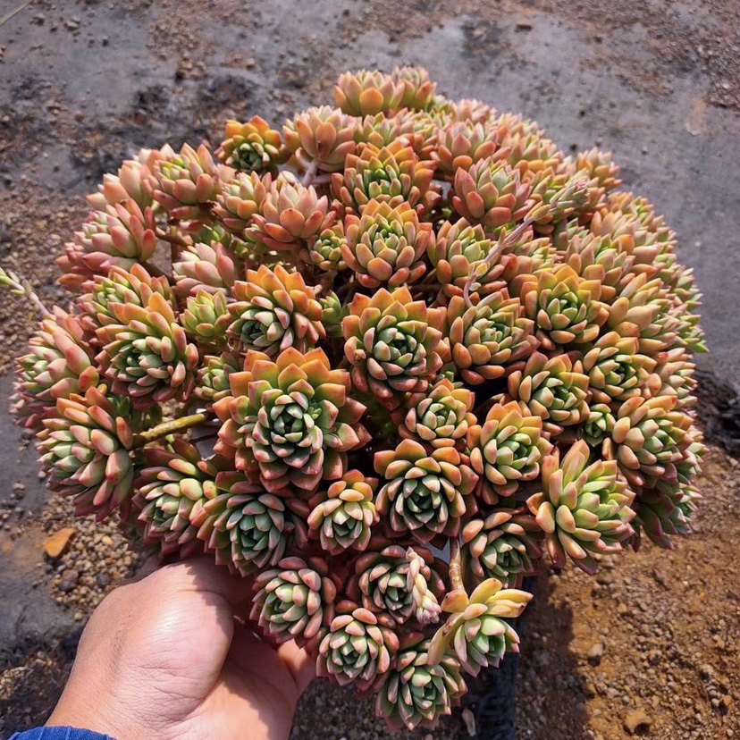 马库斯老桩群生妖娆大悬崖