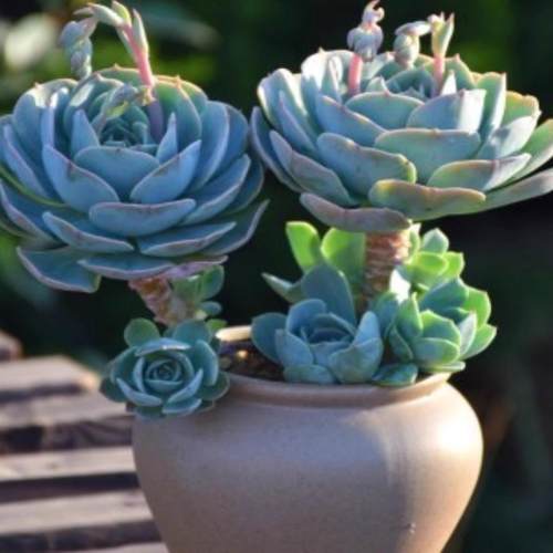 玉蝶老桩群带崽手捧花大群状态逆天新疆多肉植物大颗好养