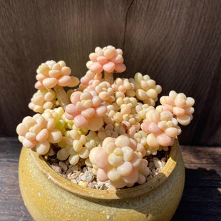 肉肉植物萌肉肉室内花卉 多肉植物 洛可可 鱼子酱达芙妮