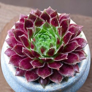 紫牡丹多肉植物组合盆栽绿植花卉长生草萌肉肉办公室内盆景花卉