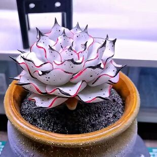 剑司诺娃植物多肉办公室迷你盆栽花卉阳台花卉特价黑边