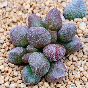 血斑玛丽安水泡多肉植物盆栽稀有黑肌楞叶肉肉办公室阳台