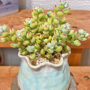 淡淡香味肉肉好养活易好养活植物垂吊阳台庭院好养 达摩福娘多肉