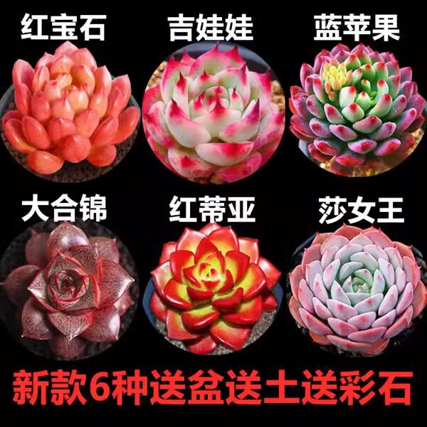 多肉植物精品多肉花卉绿植室内盆栽肉肉大颗好养新手套餐,鲜花速递/花卉仿真/绿植园艺,多肉植物,淘宝优惠券,粉丝福利购,淘宝优惠卷