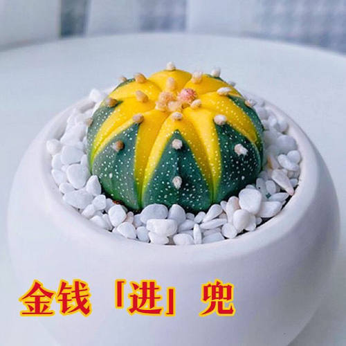 金钱进兜 南瓜球星球兜锦招财植物创意盆栽室内阳台花卉