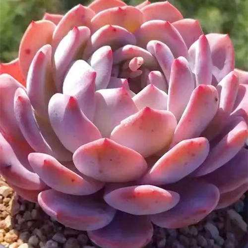 橙梦露多肉大颗多肉植物小盆栽办公室可爱肉肉 粉色大橙子小盆栽