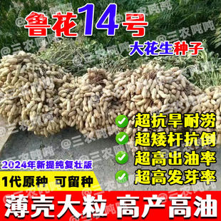 超高产花生种子鲁花14号原种薄壳矮秆早熟高油农科院新种抗病抗旱