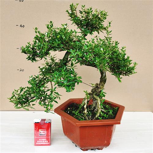 盆景六月雪绿植盆栽 植物金边六桌面绿植