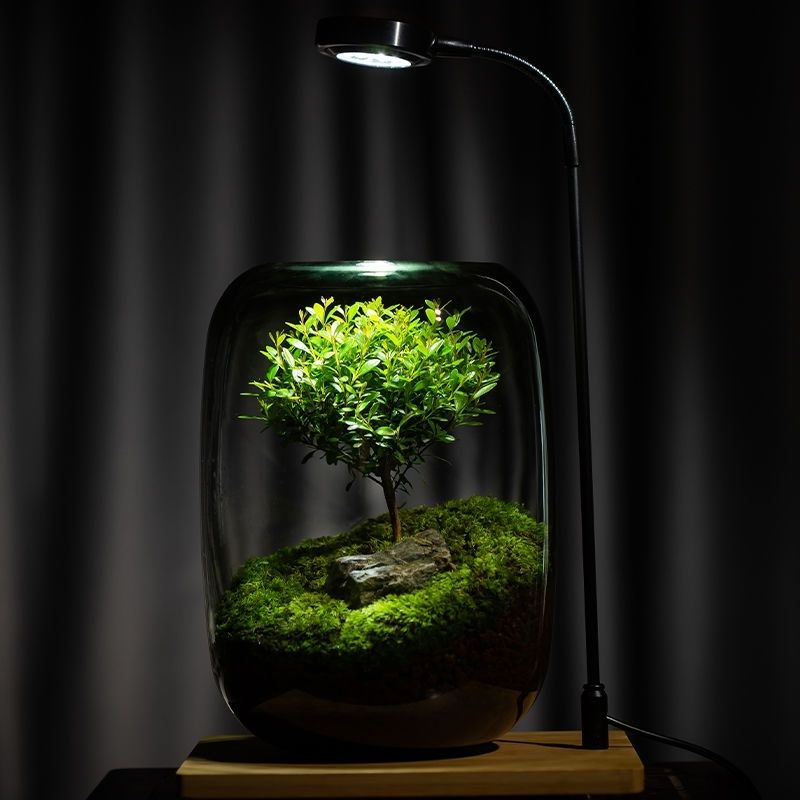 生命之树苔藓微景观生态桌面盆栽